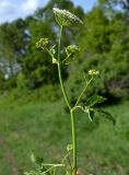 Aegopodium podagraria. Верхушка растения с соцветиями. Тульская обл., Плавский р-н, окр. пос. Молочные Дворы, край лесополосы. 09.06.2023.