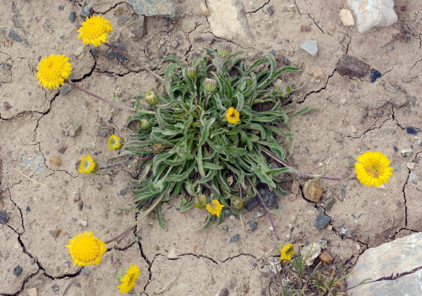 Image of Erigeron cabulicus specimen.