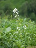 Hesperis voronovii. Соцветие с цветками и завязавшимися плодами. Адыгея, Кавказский биосферный заповедник, долина р. Армянки (Инструкторская Щель), ≈ 2100 м н.у.м., субальпийский луг. 28.06.2023.