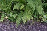 Athyrium filix-femina. Вайи. Чечня, Шаройский р-н, юго-восточный склон горы Чархунышкорт, выс. 1950 м н.у.м, лиственный лес, обочина дороги. 7 августа 2023 г.