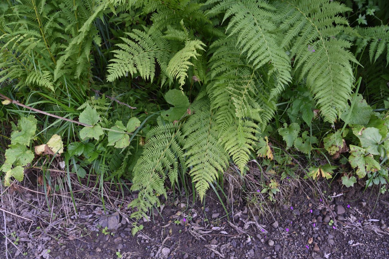 Изображение особи Athyrium filix-femina.