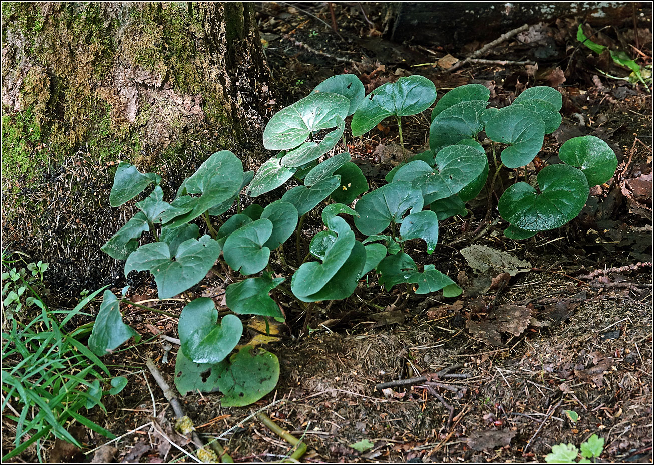 Image of Asarum europaeum specimen.