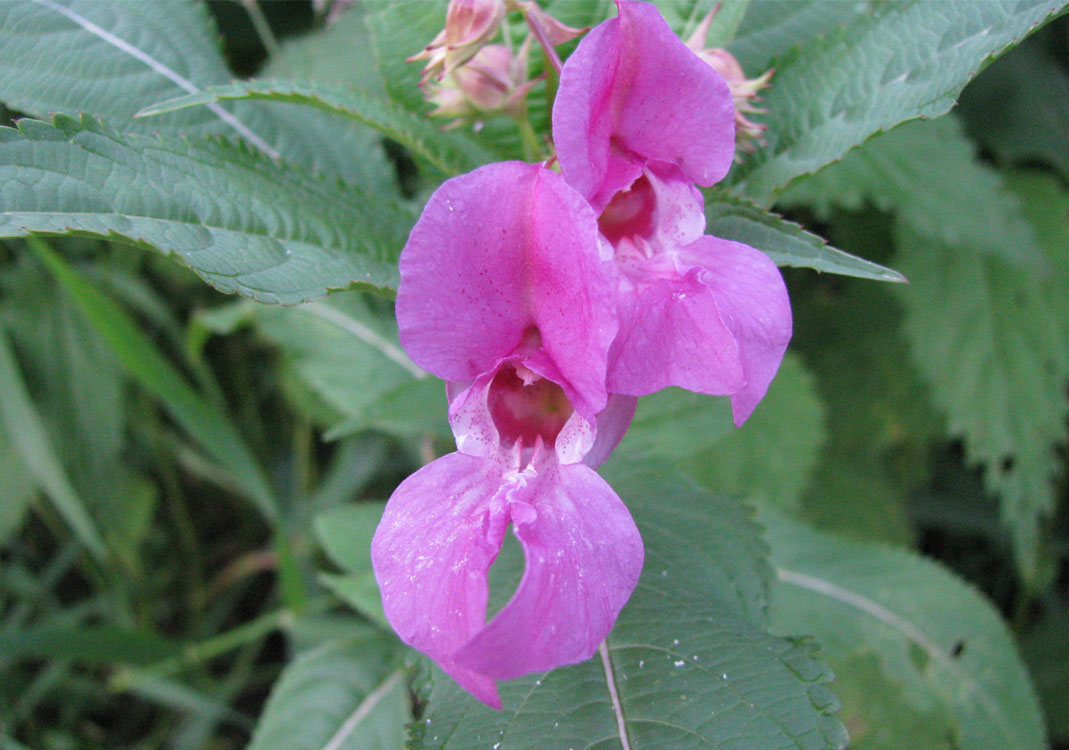 Изображение особи Impatiens glandulifera.