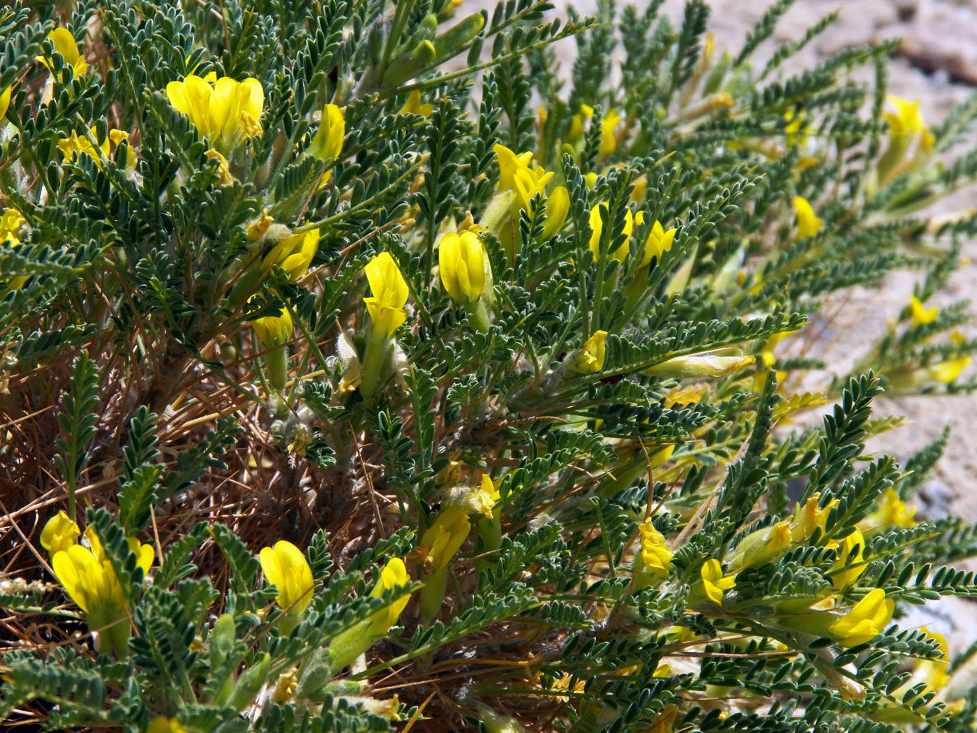 Image of Astragalus lasiosemius specimen.