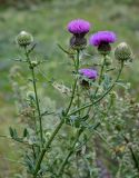 Cirsium ciliatum