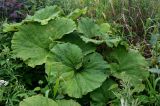 Petasites amplus. Вегетирующее растение в сообществе с Anaphalis margaritacea, Sorbaria sorbifolia, Artemisia и Poaceae. Сахалин, г. Южно-Сахалинск, горнолыжный комплекс \"Горный воздух\", луговой склон. 09.08.2023.