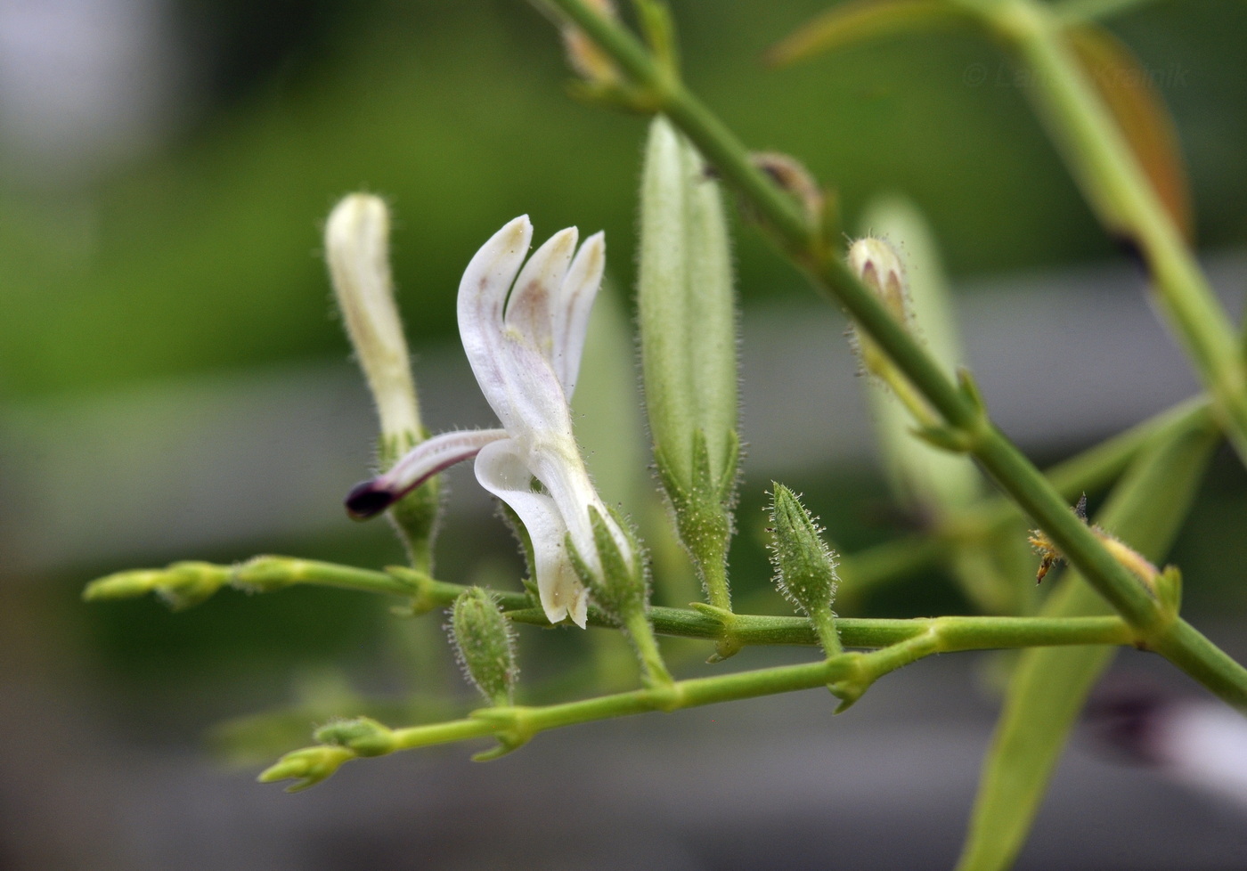 Image of Andrographis paniculata specimen.