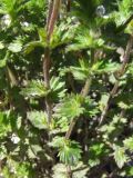 Euphrasia hirtella
