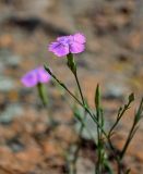 Dianthus caucaseus. Верхушка побега с цветком. Армения, обл. Арагацотн, окр. с. Агарак, ≈ 1000 м н.у.м., каменистый склон. 20.06.2022.