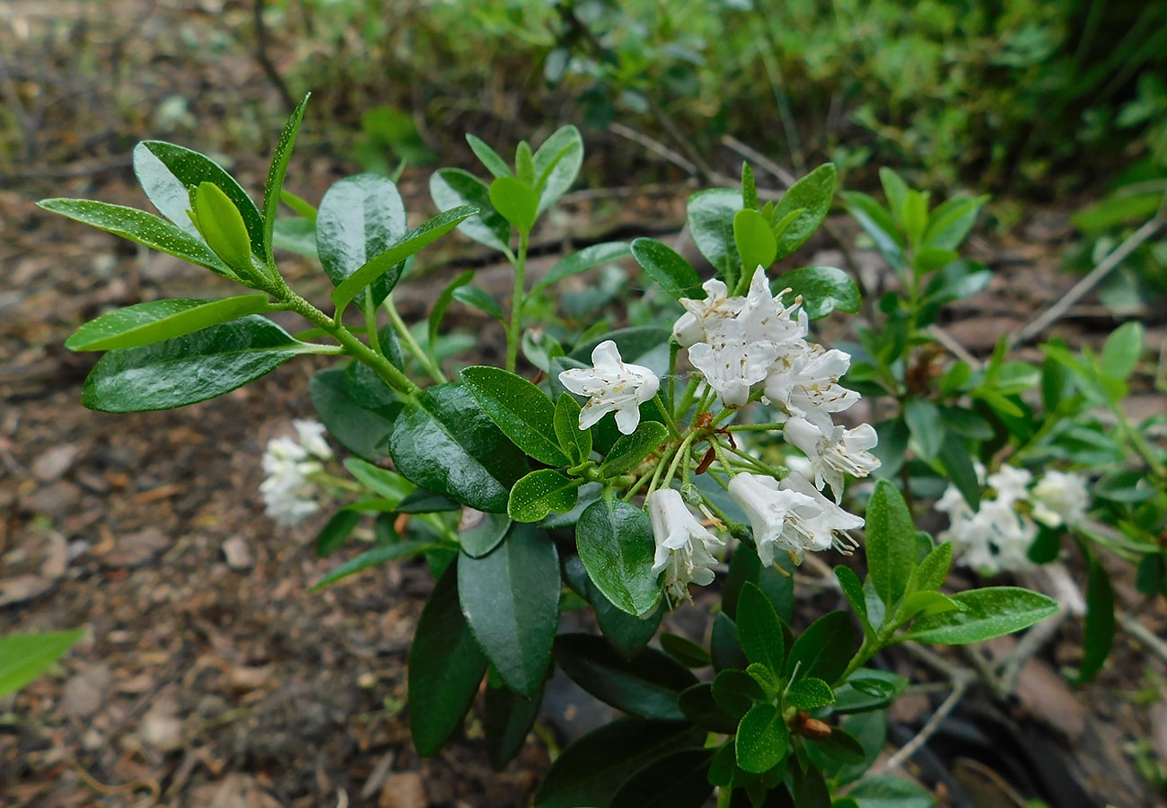 Изображение особи Rhododendron &times; intermedium.