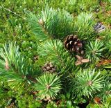 Pinus friesiana. Веточки с шишками. Кольский п-ов, берег Белого моря, недалеко от устья ручья Лодочного. 07.08.2008.