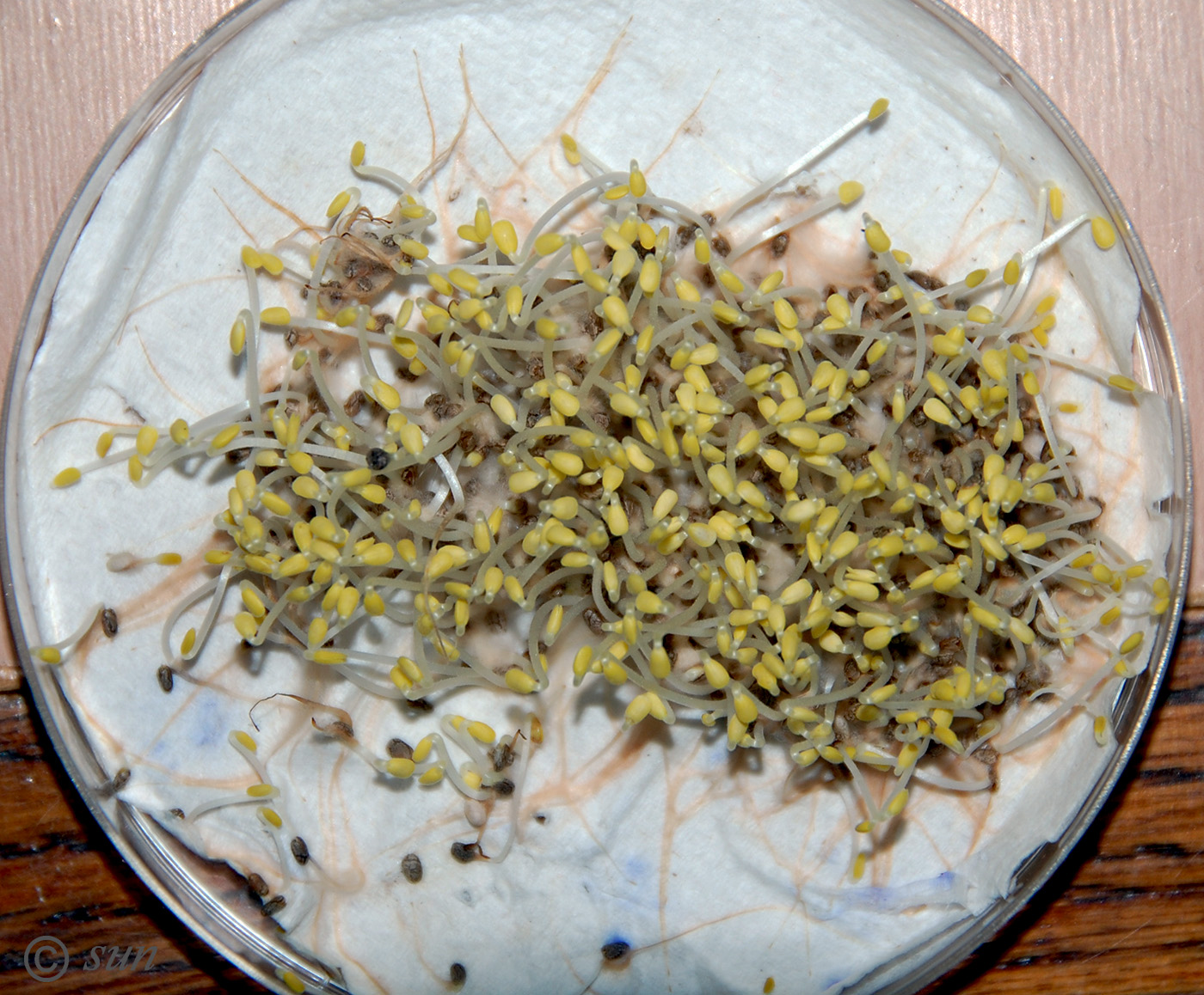 Image of Salvia hispanica specimen.