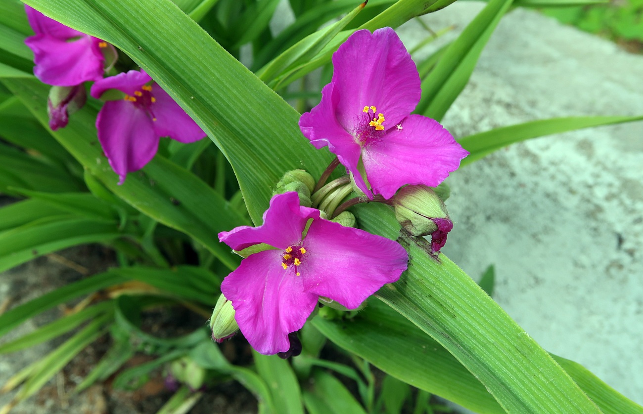 Image of Tradescantia virginiana specimen.