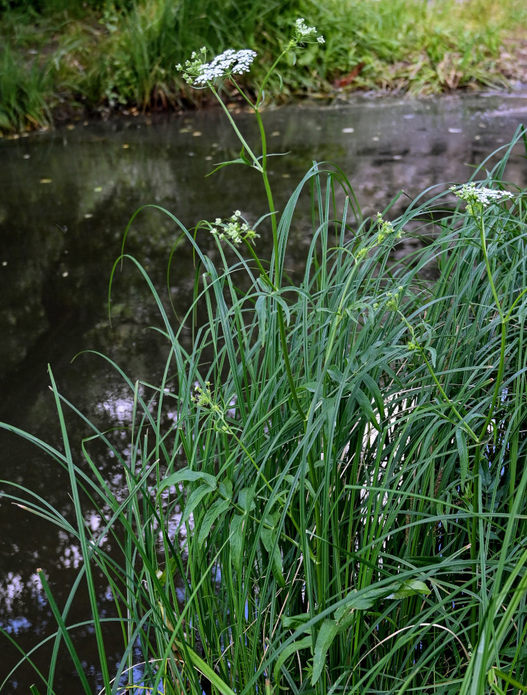 Изображение особи Sium latifolium.