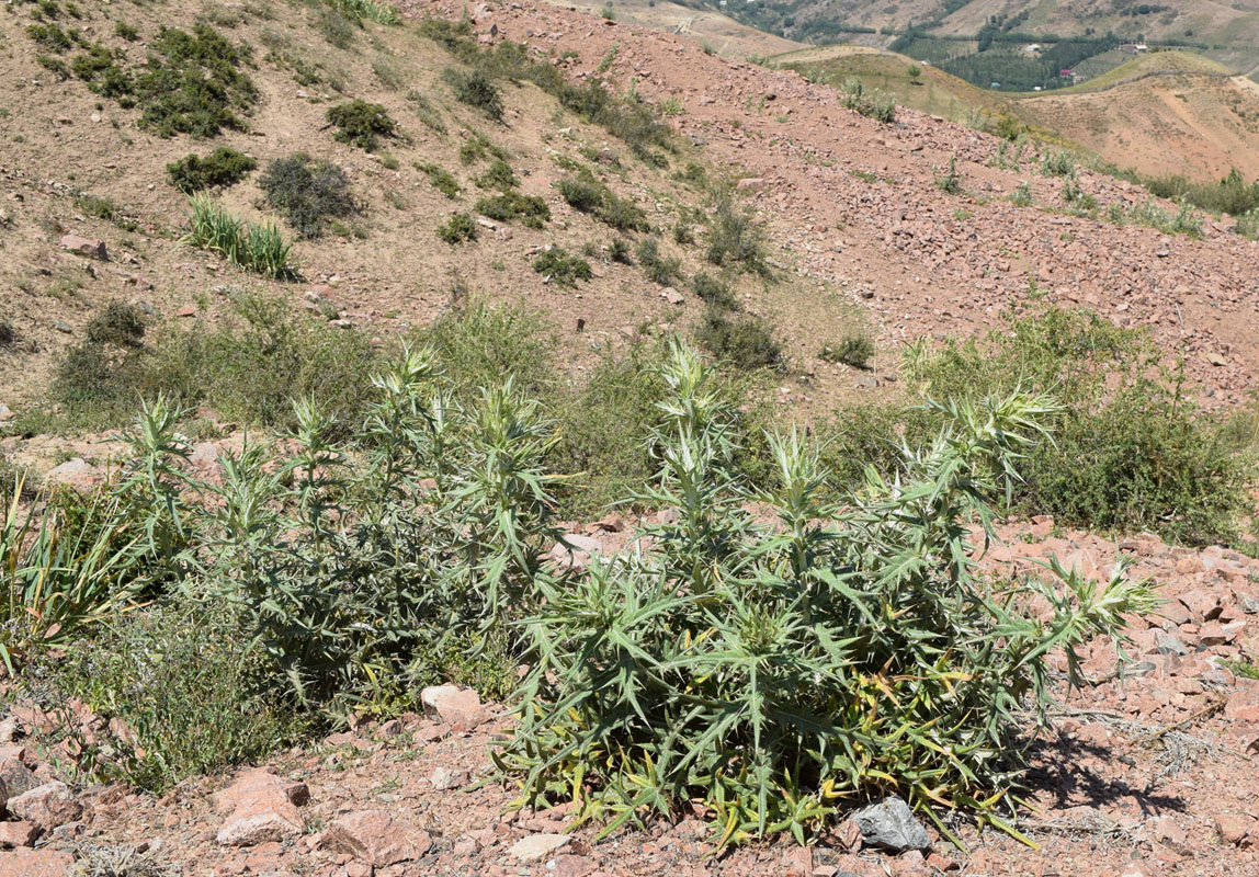 Изображение особи Cirsium turkestanicum.