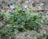 genus Medicago