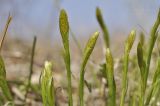 genus Carex. Верхушки расцветающих растений. Приморский край, Уссурийский ГО, окр. с. Монакино, широколиственный лес, поляна на сопке. 21.04.2024.