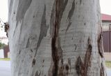 Eucalyptus viminalis. Часть ствола. Абхазия, Гагрский р-н, с. Лдзаа, озеленение. 13.04.2024.