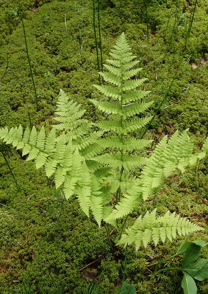 Изображение особи Dryopteris carthusiana.