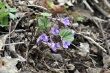 Viola variegata. Цветущее растение. Приморский край, Шкотовский р-н, окр. пос. Подъяпольск, склон сопки, широколиственный лес. 29.04.2024.