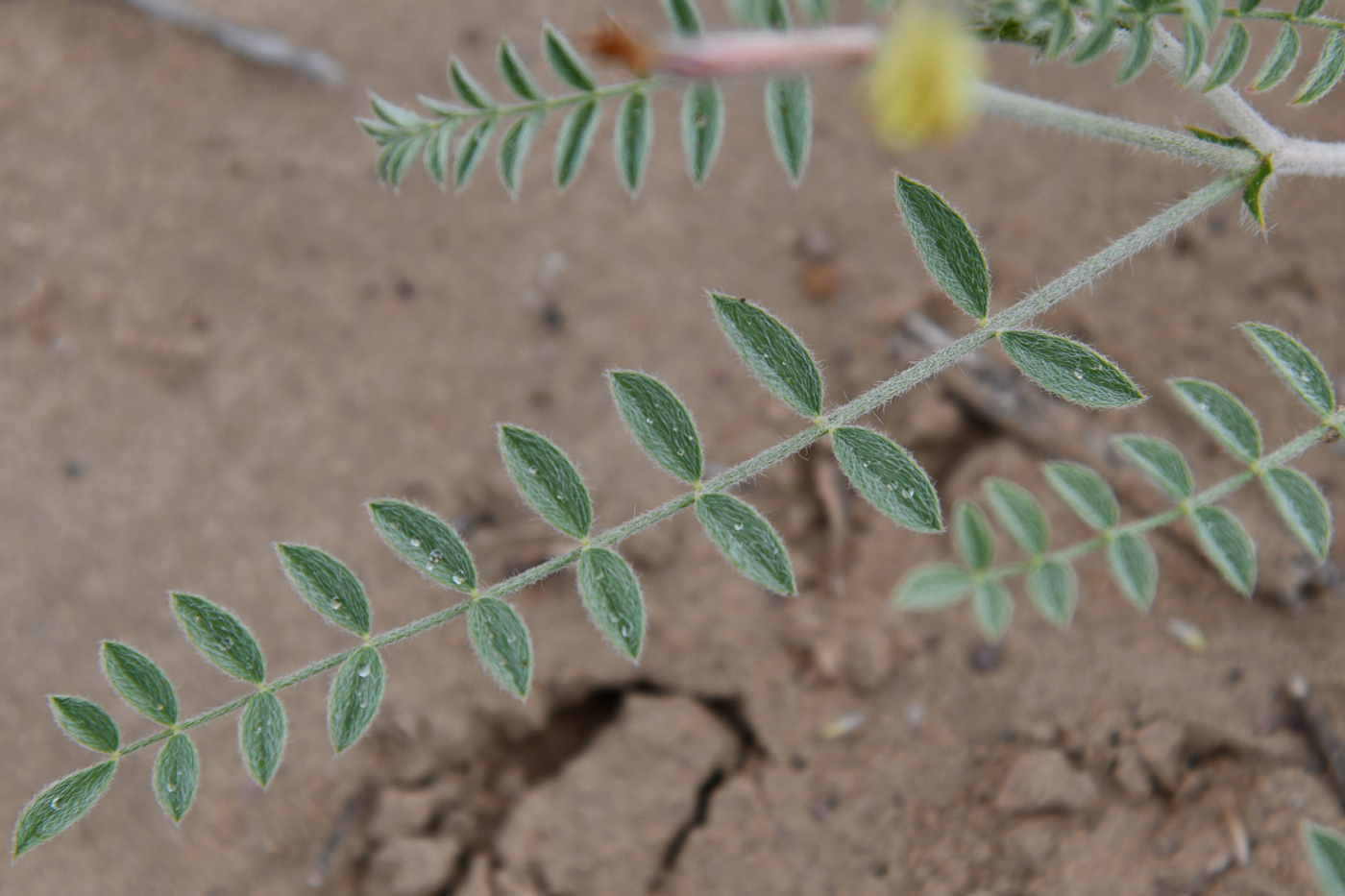 Изображение особи Astragalus turczaninowii.
