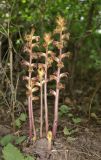 Orobanche laxissima
