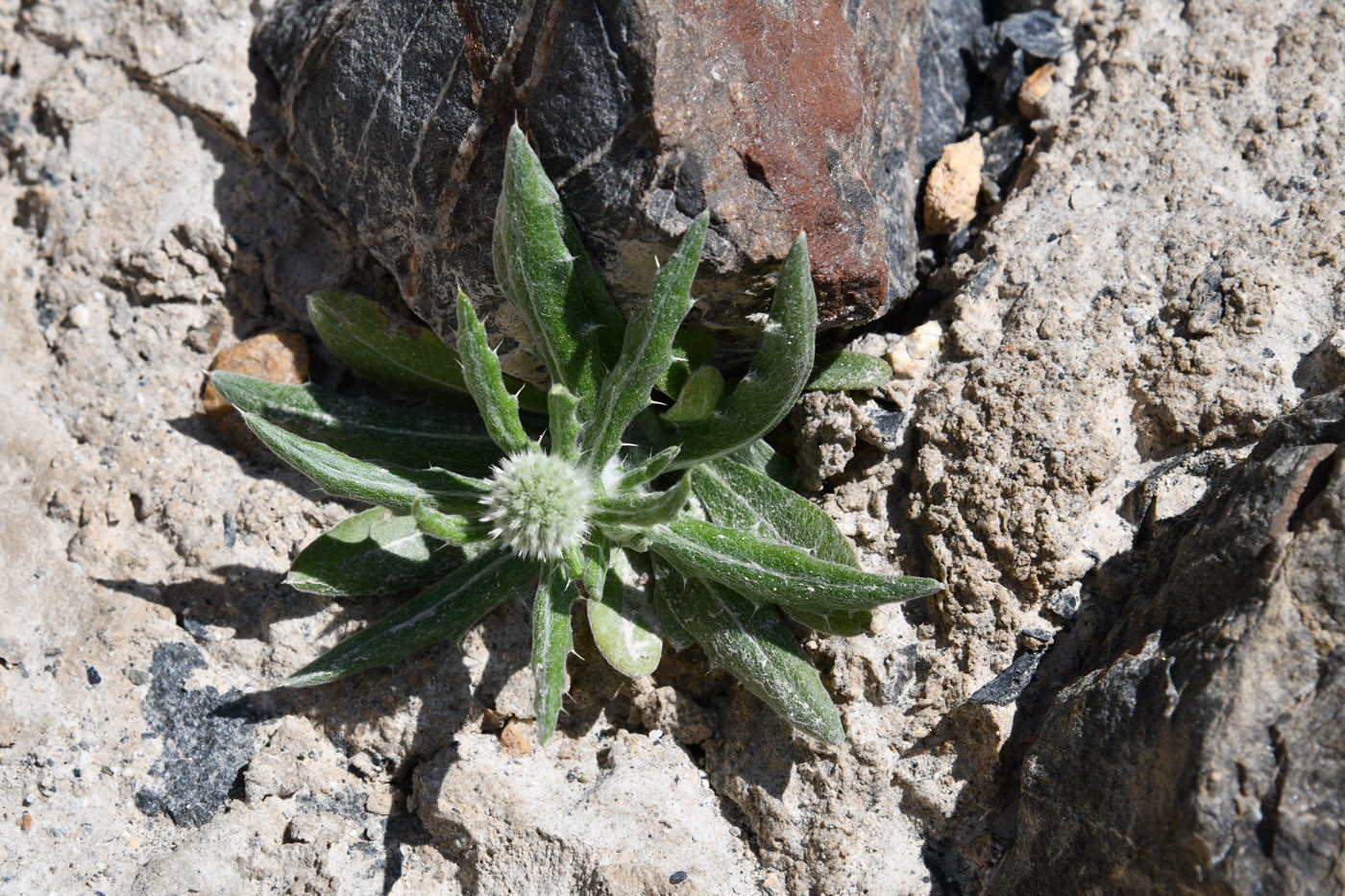 Image of Echinops nanus specimen.