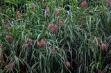 Miscanthus floridulus. Побеги с соцветиями. Китай, провинция Гуанси, рисовые террасы Лунцзи, луговой склон. 30.05.2024.
