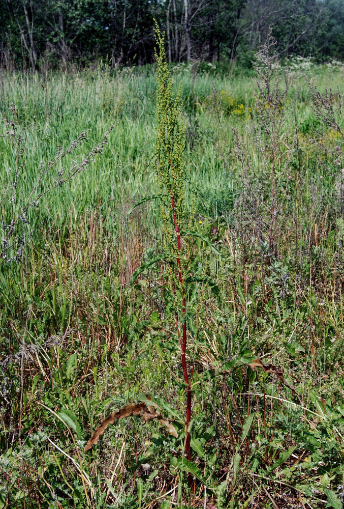 Image of Rumex crispus specimen.
