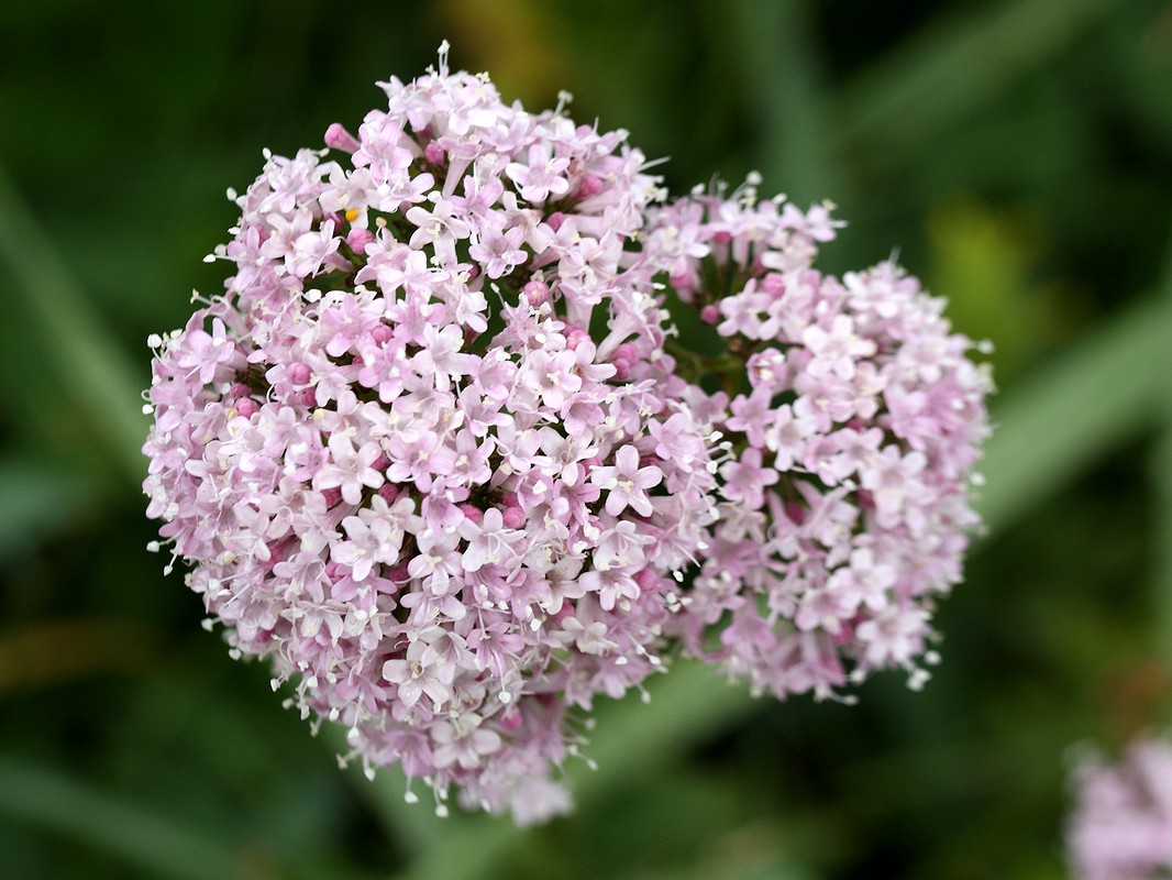 Изображение особи Valeriana sambucifolia.