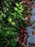 Phytolacca americana