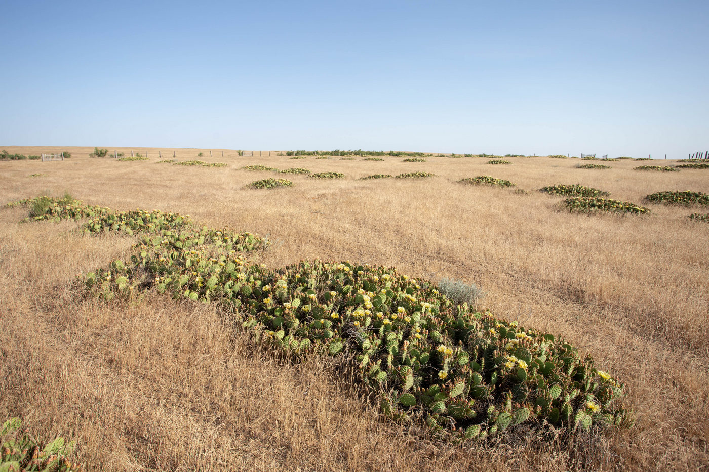 Image of Opuntia tortispina specimen.