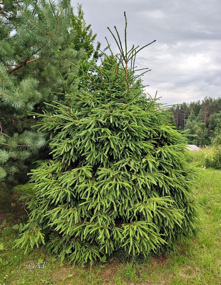Изображение особи род Picea.