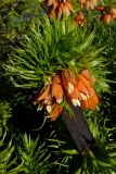 Fritillaria imperialis