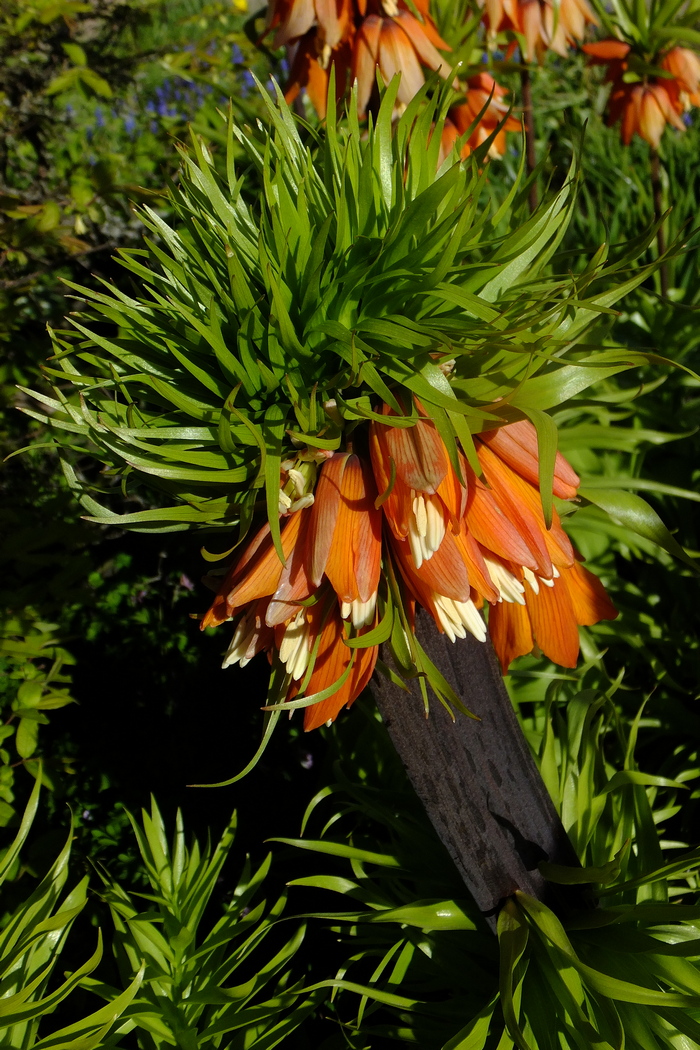 Изображение особи Fritillaria imperialis.