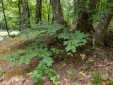 Fagus × taurica. Нижние части стволов и ветвь прикорневого отростка. Крым, городской округ Алушта, окр. Ангарского перевала, лес рядом с просекой под ЛЭП. 27.05.2024.