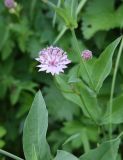 genus Astrantia