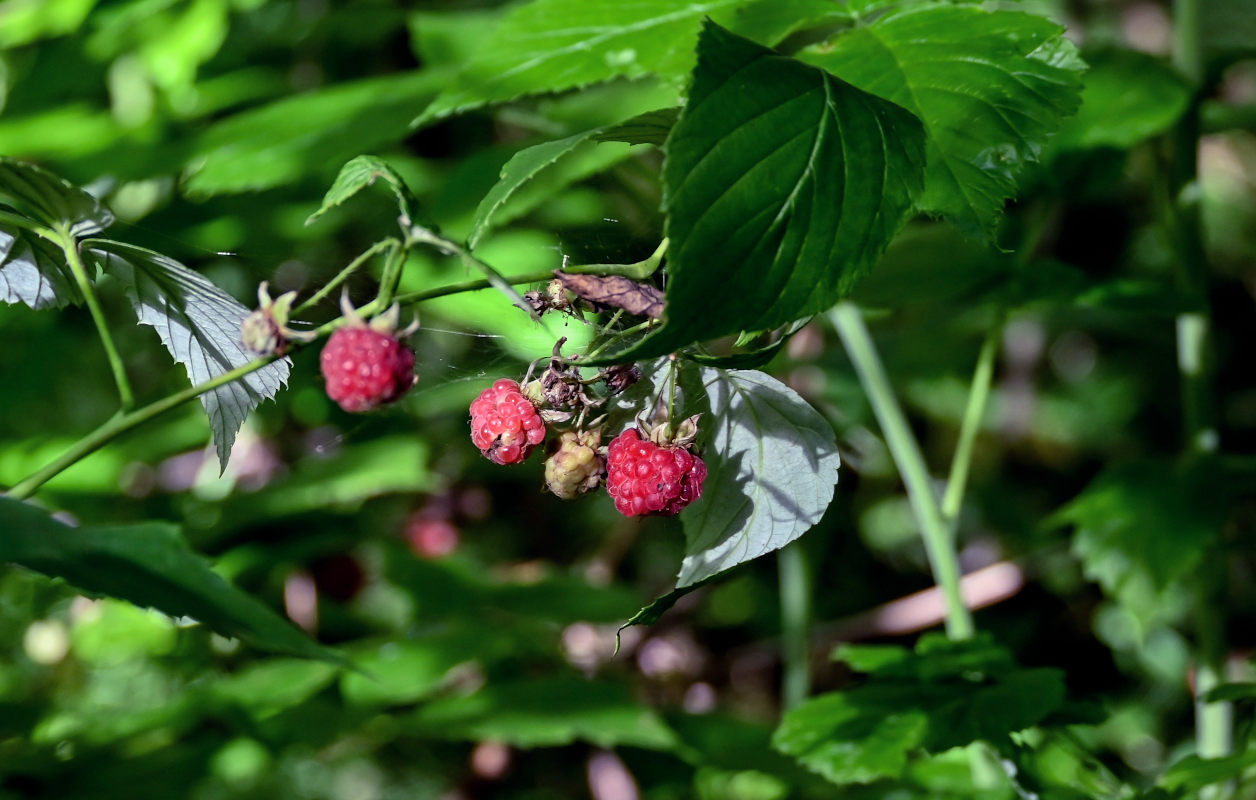 Изображение особи Rubus idaeus.
