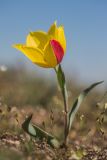 Tulipa suaveolens. Цветущее растение с аномальным окрасом лепестка; на переднем плане - плодоносящая Erophila verna. Ростовская обл., Мясниковский р-н, Чулекская балка, степной склон. 20.04.2019.