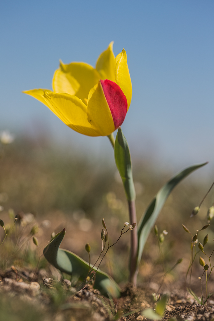 Изображение особи Tulipa suaveolens.