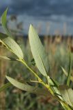 Salix pentandra