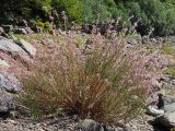 Chamaenerion colchicum. Цветущее и плодоносящее растение. Краснодарский край, Адлерский р-н, Краснополянский поселковый округ, горнолыжный курорт \"Роза Хутор\", берег р. Мзымта, галечниковые отложения. 10.09.2023.