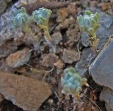 Bombycilaena erecta