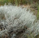 Artemisia lercheana