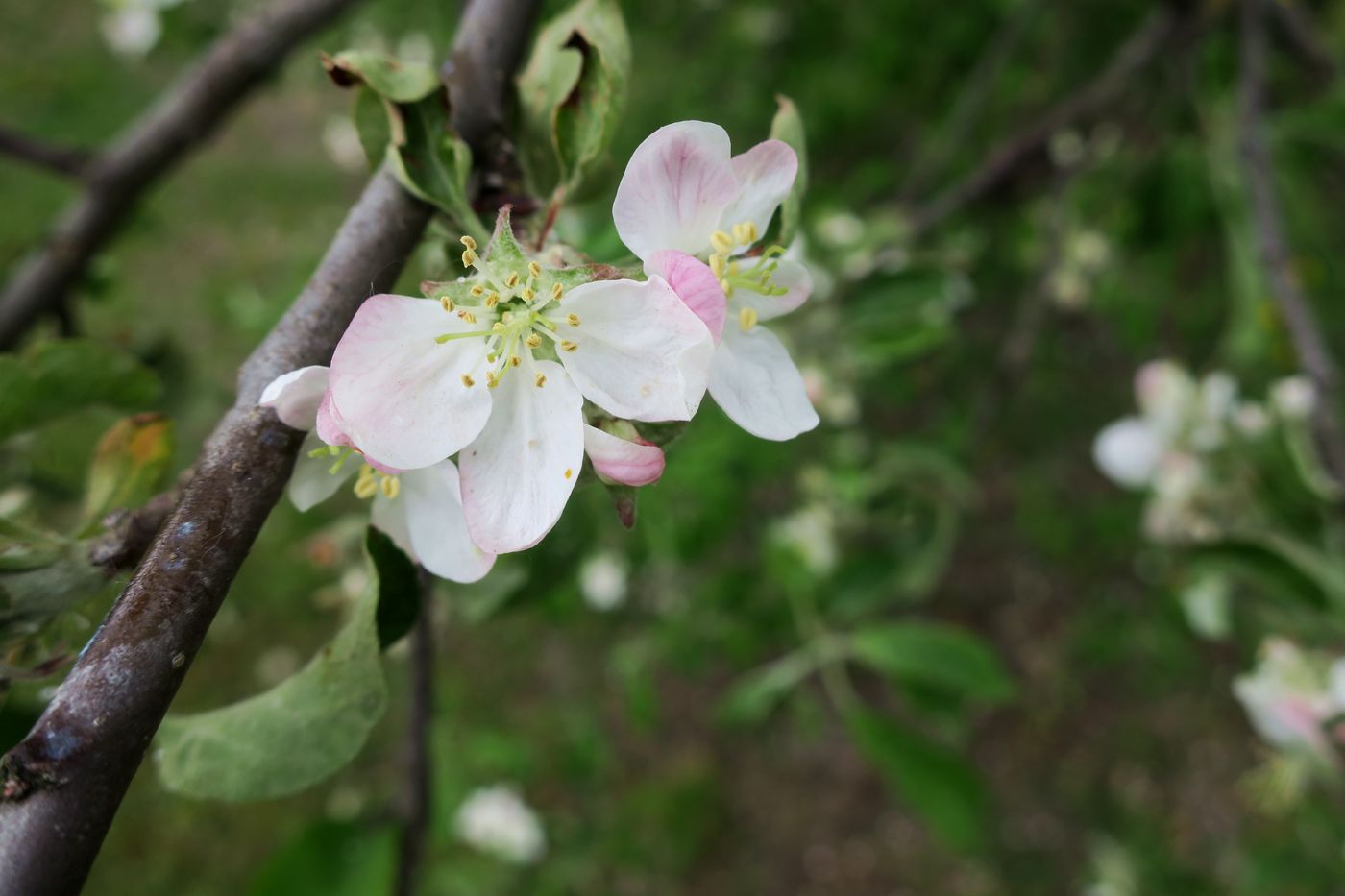 Image of Malus domestica specimen.