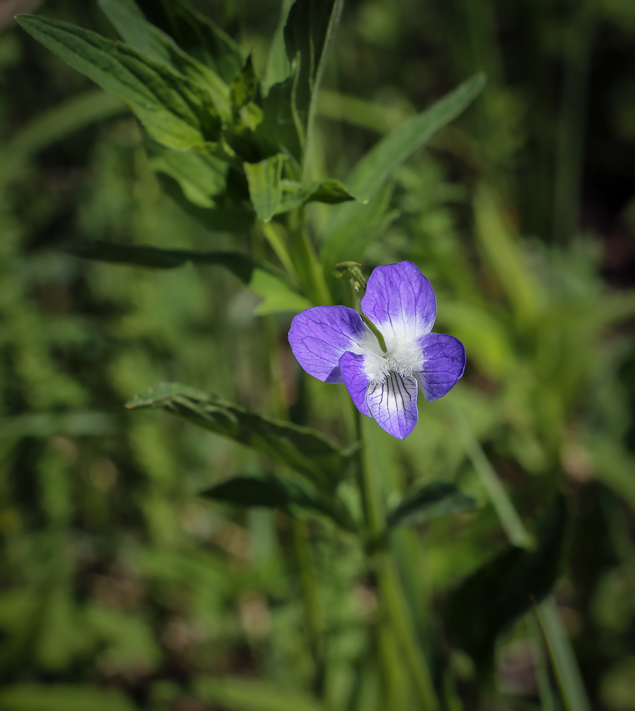 Изображение особи Viola elatior.