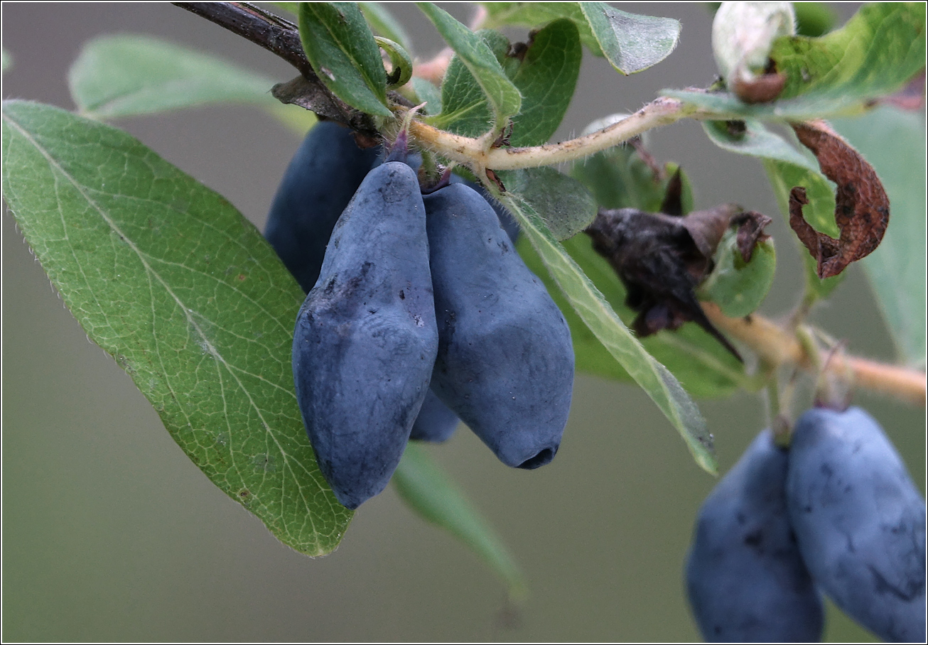 Image of Lonicera edulis specimen.