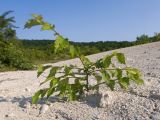 Carpinus orientalis