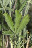 Potentilla recta