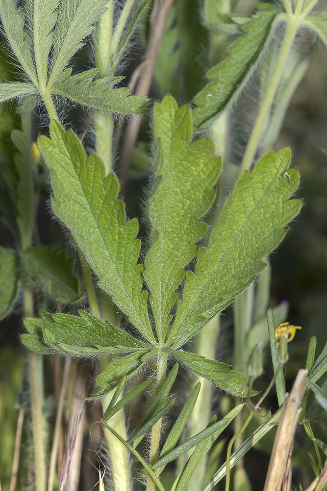 Изображение особи Potentilla recta.